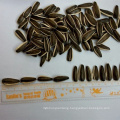 High Quality of New Crop Sunflower Seeds From Neimongol